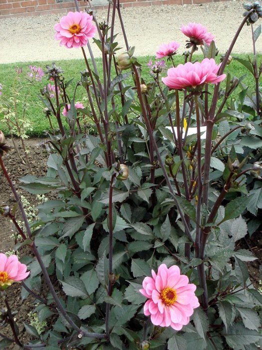 Dahlia x 'Rosamund Classic'